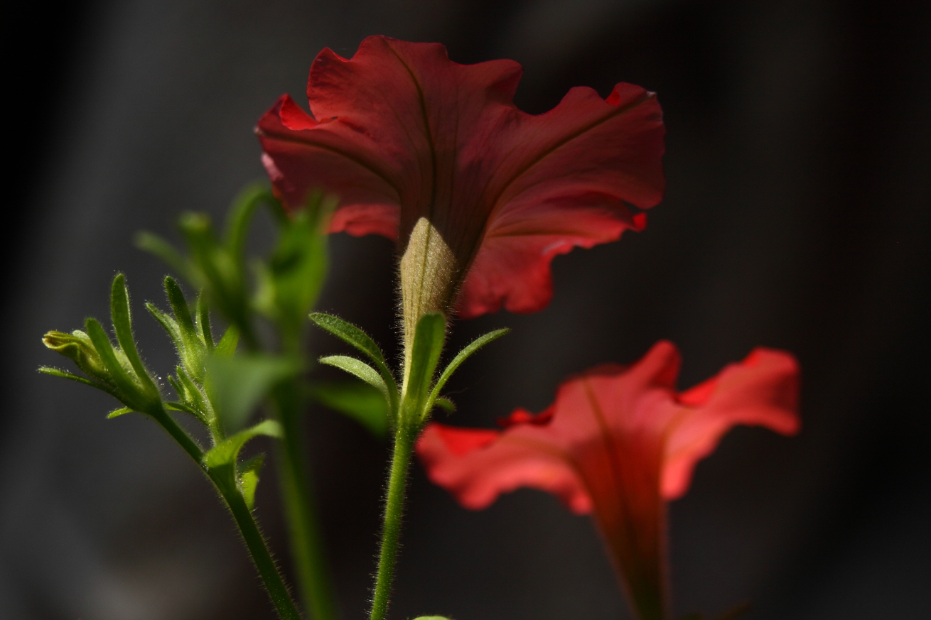 2014 06 28 HTP 66341